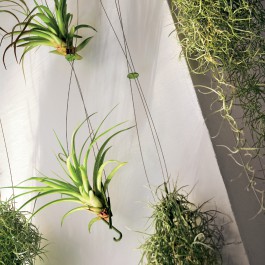 Rideau Végétal Airplant Teracrea JardinChic