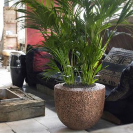 Indoor Gärtner Natürlich Trendy Seed-Kupfer