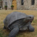 Die Galapagos-Schildkröte-statue