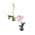Fliegende Orchideen