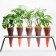 Karotte Anpflanzen lila Kraft Jardinchic