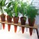 Zoom Pack 5 Karotten Jardinchic Pflanzen