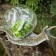 Zoom-Bell-Salat Jardinchic