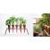 Ganze Reihe von 5 Karotten mit Pflanzen unterstützen Jardinchic