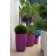 Topf Geisha Fushia Eternit JardinChic