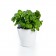 Herb2O avec plante Royal VKB JardinChic
