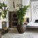 Gärtner des Innern Krokodil Design Pflanzen erste Wahl JardinChic