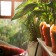 Karotte, die Pflanzung von Jardinchic