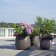 Topf Sumo Terrasse Eternit JardinChic