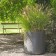 Topf Sushi Eternit JardinChic