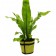 Topf XL Green-Garden-Chic-Vegetal Geflecht